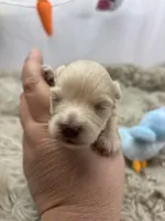 Precious , a male Miniature Schnauzer for sale in Inverness Highlands South, FL – Photo 3 of 6