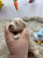 Precious , a male Miniature Schnauzer for sale in Inverness Highlands South, FL – Photo 5 of 6