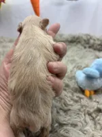 Precious , a male Miniature Schnauzer for sale in Inverness Highlands South, FL – Photo 6 of 6