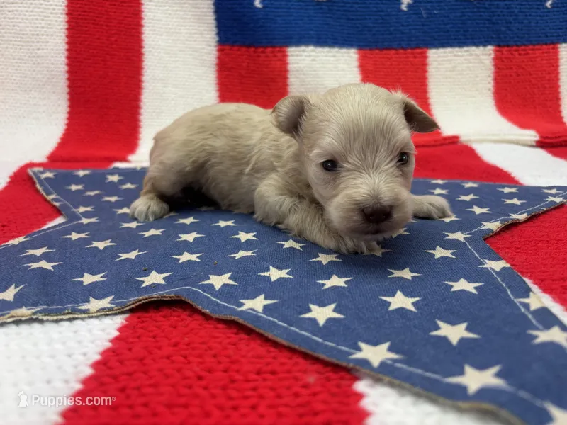 Precious  – Miniature Schnauzer puppy for sale in Inverness Highlands South, FL
