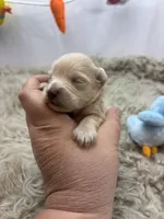 Precious , a male Miniature Schnauzer for sale in Inverness Highlands South, FL – Photo 2 of 6