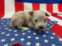 Precious , a male Miniature Schnauzer for sale in Inverness Highlands South, FL – 4 of 10