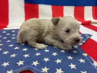 Precious , a male Miniature Schnauzer for sale in Inverness Highlands South, FL – 3 of 10