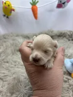 Precious , a male Miniature Schnauzer for sale in Inverness Highlands South, FL – Photo 1 of 6