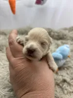 Precious , a male Miniature Schnauzer for sale in Inverness Highlands South, FL – Photo 4 of 6