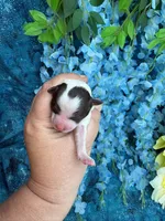 Tiny parti boy , a male Poodle - Toy  for sale in Inverness Highlands South, FL – 3 of 4