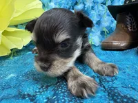 Champion , a male Miniature Schnauzer for sale in Inverness Highlands South, FL – 3 of 5