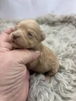 Goldie , a female Miniature Schnauzer for sale in Inverness Highlands South, FL – Photo 6 of 6