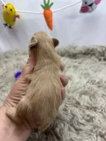 Goldie , a female Miniature Schnauzer for sale in Inverness Highlands South, FL – Photo 4 of 6