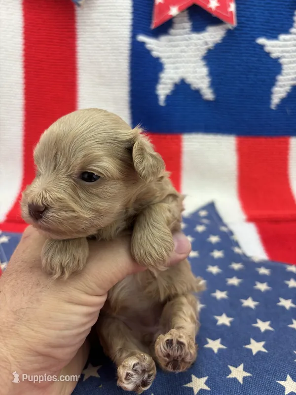 Goldie  – Miniature Schnauzer puppy for sale in Inverness Highlands South, FL