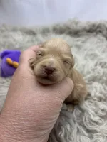 Goldie , a female Miniature Schnauzer for sale in Inverness Highlands South, FL – Photo 3 of 6