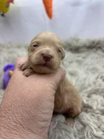 Goldie , a female Miniature Schnauzer for sale in Inverness Highlands South, FL – Photo 2 of 6