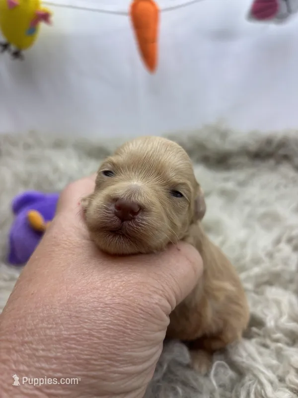 Goldie  – Miniature Schnauzer puppy for sale in Inverness Highlands South, FL