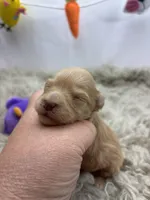 Goldie , a female Miniature Schnauzer for sale in Inverness Highlands South, FL – Photo 5 of 6