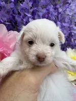 Snow White , a female Pomeranian and Poodle - Toy  for sale in Inverness Highlands South, FL – 5 of 7