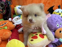 Delilah , a female Pomeranian for sale in Inverness Highlands South, FL – 7 of 8