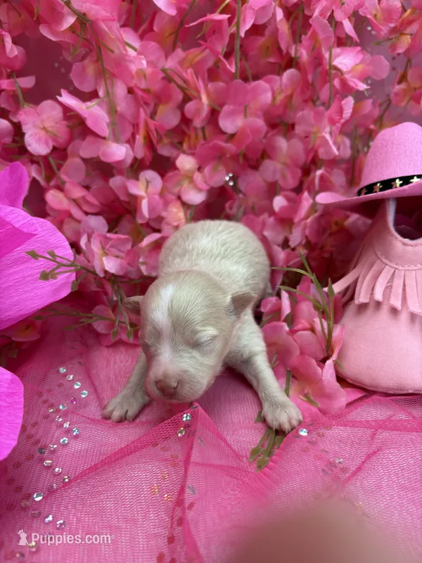 Gemma  – Pomapoo puppy for sale in Inverness Highlands South, FL