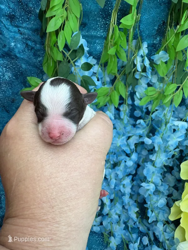 Tiny parti boy  – Poodle - Toy  puppy for sale in Inverness Highlands South, FL