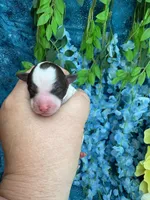 Tiny parti boy , a male Poodle - Toy  for sale in Inverness Highlands South, FL – 1 of 4
