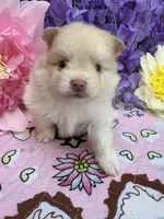 Neyo , a male Pomeranian for sale in Inverness Highlands South, FL – 9 of 10