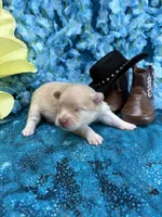 Treasure Boy , a male Pomeranian for sale in Inverness Highlands South, FL – 5 of 6