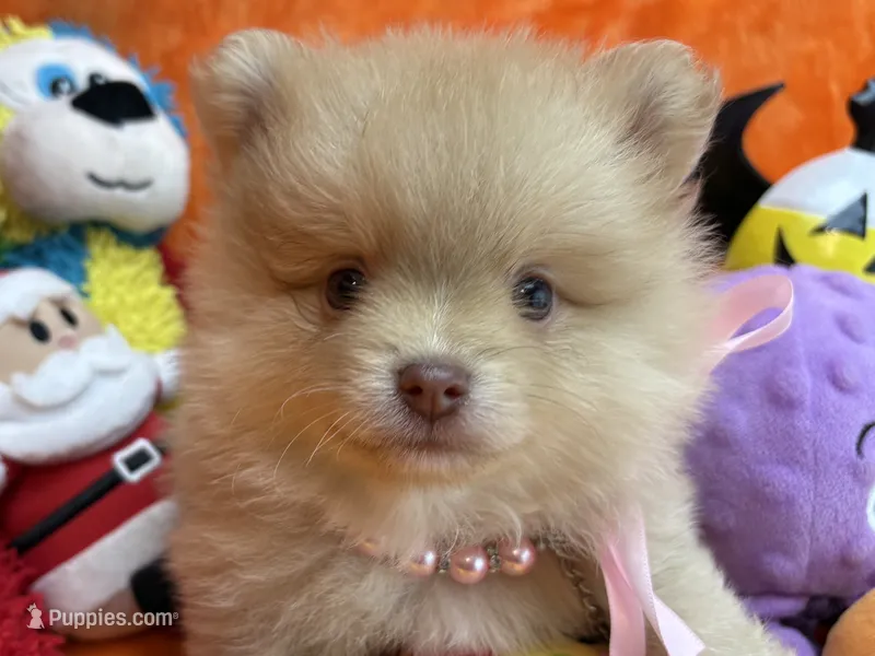 Delilah  – Pomeranian puppy for sale in Inverness Highlands South, FL