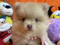 Delilah , a female Pomeranian for sale in Inverness Highlands South, FL – 1 of 8