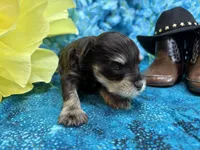 Champion , a male Miniature Schnauzer for sale in Inverness Highlands South, FL – 5 of 5