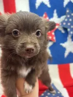 White paw , a male Pomapoo for sale in Inverness Highlands South, FL – 6 of 10