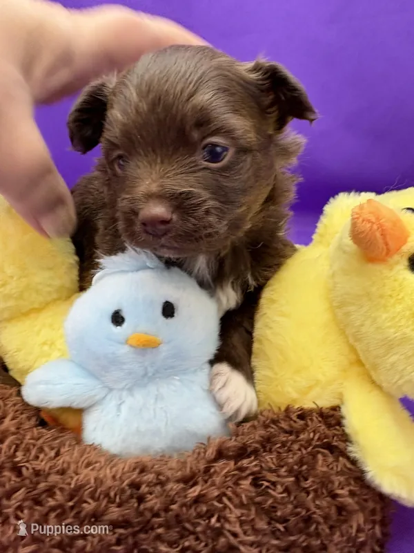 White paw  – Pomapoo puppy for sale in Inverness Highlands South, FL