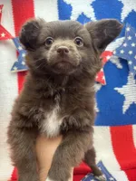 White paw , a male Pomapoo for sale in Inverness Highlands South, FL – 3 of 10