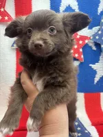 White paw , a male Pomapoo for sale in Inverness Highlands South, FL – 4 of 10
