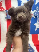 White paw , a male Pomapoo for sale in Inverness Highlands South, FL – 2 of 10