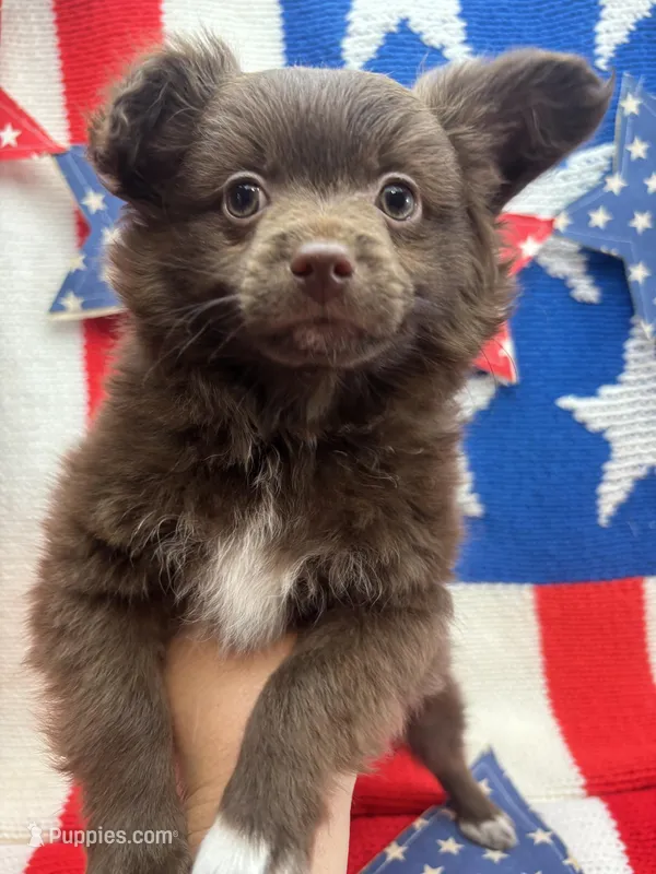 White paw  – Pomapoo puppy for sale in Inverness Highlands South, FL
