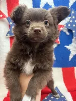 White paw , a male Pomapoo for sale in Inverness Highlands South, FL – 1 of 10