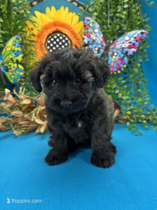 Blossom – Miniature Schnauzer puppy for sale in Inverness Highlands South, FL