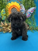 Blossom, a female Miniature Schnauzer for sale in Inverness Highlands South, FL – 1 of 10