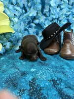 Chocolate Bear, a male Pomapoo for sale in Inverness Highlands South, FL – 3 of 4