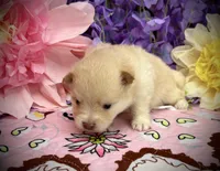 Neyo , a male Pomeranian for sale in Inverness Highlands South, FL – 10 of 10