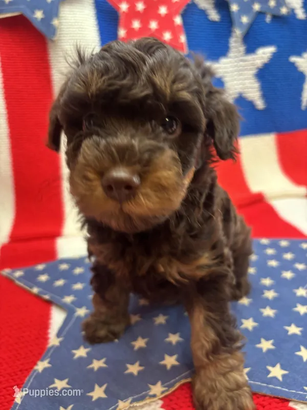 Hero – Schnoodle puppy for sale in Inverness Highlands South, FL