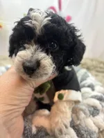 Moo Moo, a male Miniature Schnauzer for sale in Inverness Highlands South, FL – Photo 4 of 7