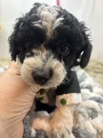 Moo Moo, a male Miniature Schnauzer for sale in Inverness Highlands South, FL – Photo 5 of 7