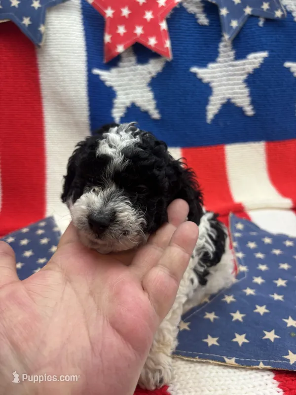 Moo Moo  – Poodle - Miniature  puppy for sale in Inverness Highlands South, FL