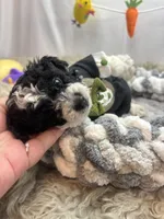 Moo Moo, a male Miniature Schnauzer for sale in Inverness Highlands South, FL – Photo 2 of 7