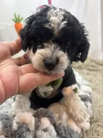 Moo Moo, a male Miniature Schnauzer for sale in Inverness Highlands South, FL – Photo 6 of 7