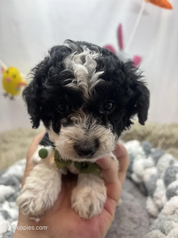 Moo Moo – Miniature Schnauzer puppy for sale in Inverness Highlands South, FL