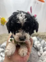 Moo Moo, a male Miniature Schnauzer for sale in Inverness Highlands South, FL – Photo 1 of 7