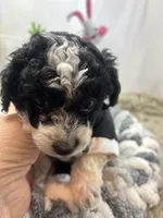 Moo Moo, a male Miniature Schnauzer for sale in Inverness Highlands South, FL – Photo 7 of 7