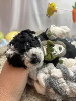 Moo Moo, a male Miniature Schnauzer for sale in Inverness Highlands South, FL – Photo 3 of 7