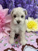 Dolly , a female Miniature Schnauzer for sale in Inverness Highlands South, FL – 4 of 8